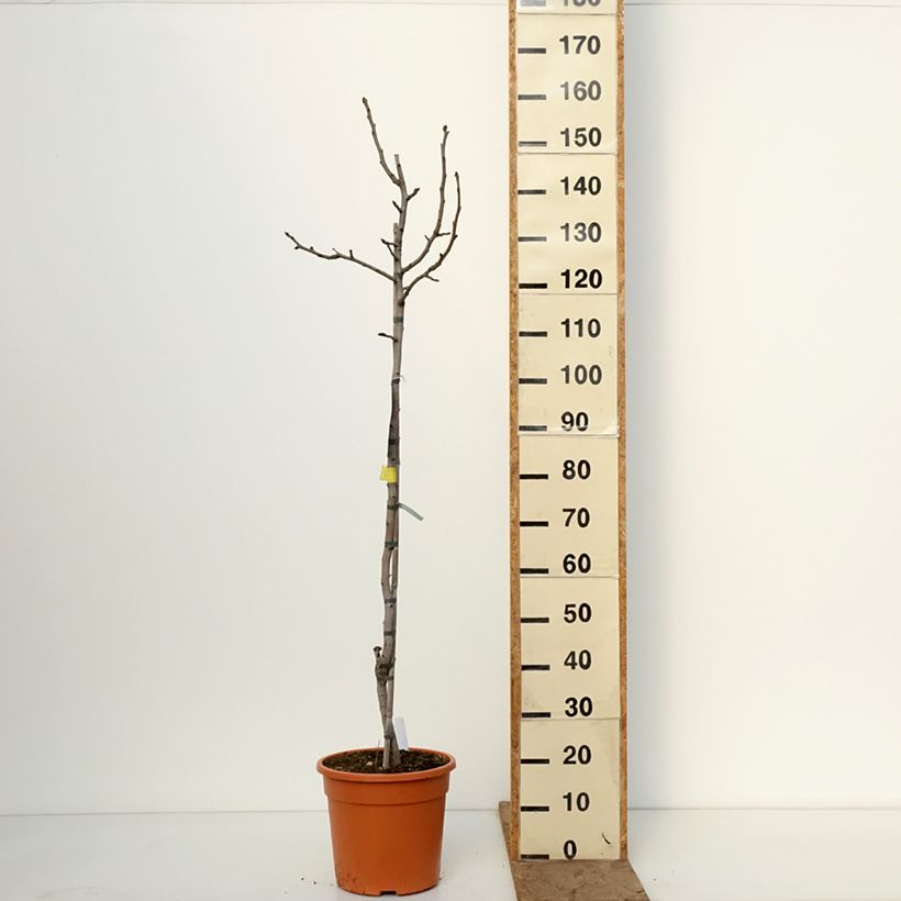 Exemplar von Echte Pistazie Peters - Pistacia vera Topf mit 7,5L/10L, Halbstamm wie im Winter geliefert