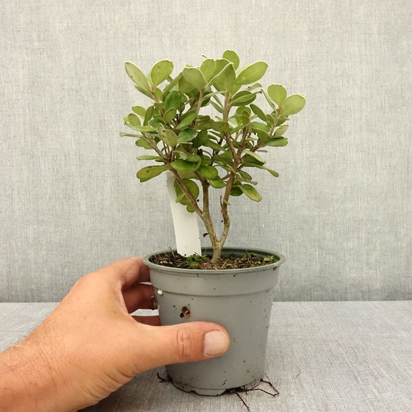Exemplar von Pittosporum crassifolium Pot Belly - Klebsame Topf 12 cm / 13 cm wie im Sommer geliefert