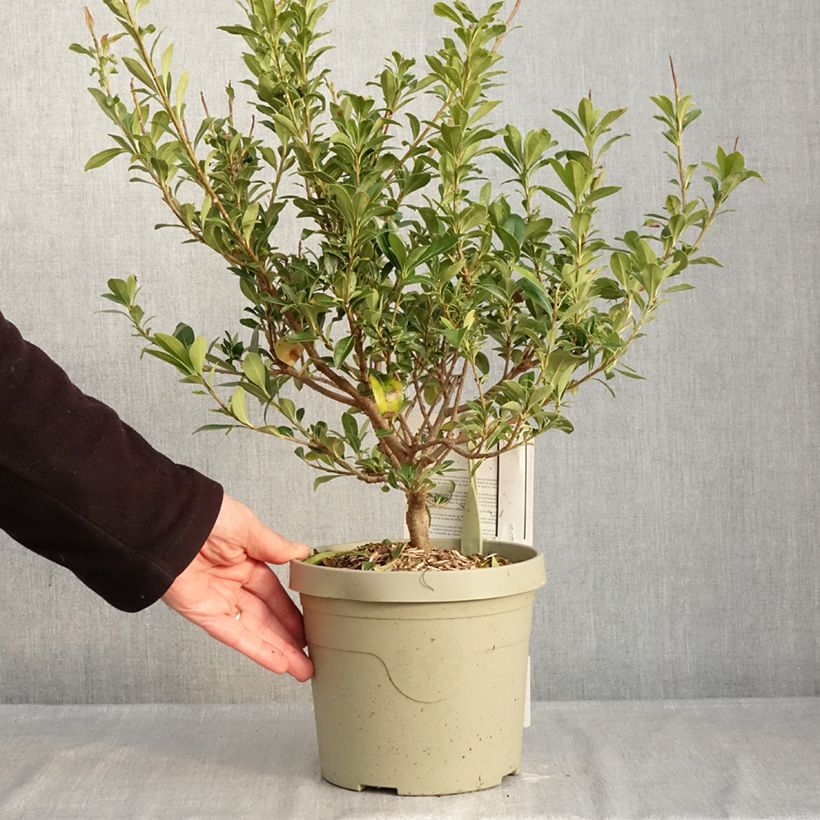 Exemplar von Pittosporum Green Mound - Chinesischer Klebsame Topf mit 3L/4L wie im Winter geliefert