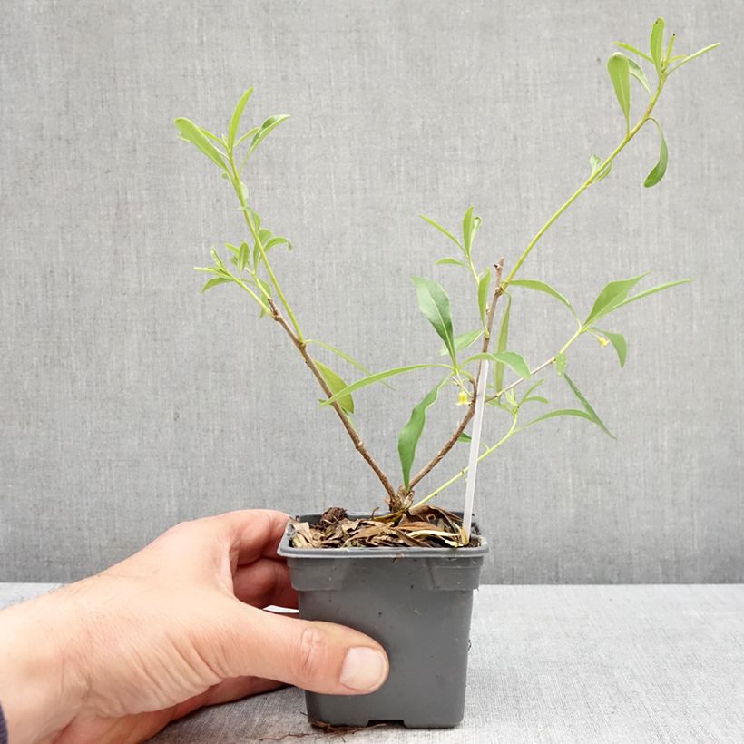 Exemplar von Pittosporum heterophyllum Kleine Töpfe von 8/9 cm wie im Frühjahr geliefert