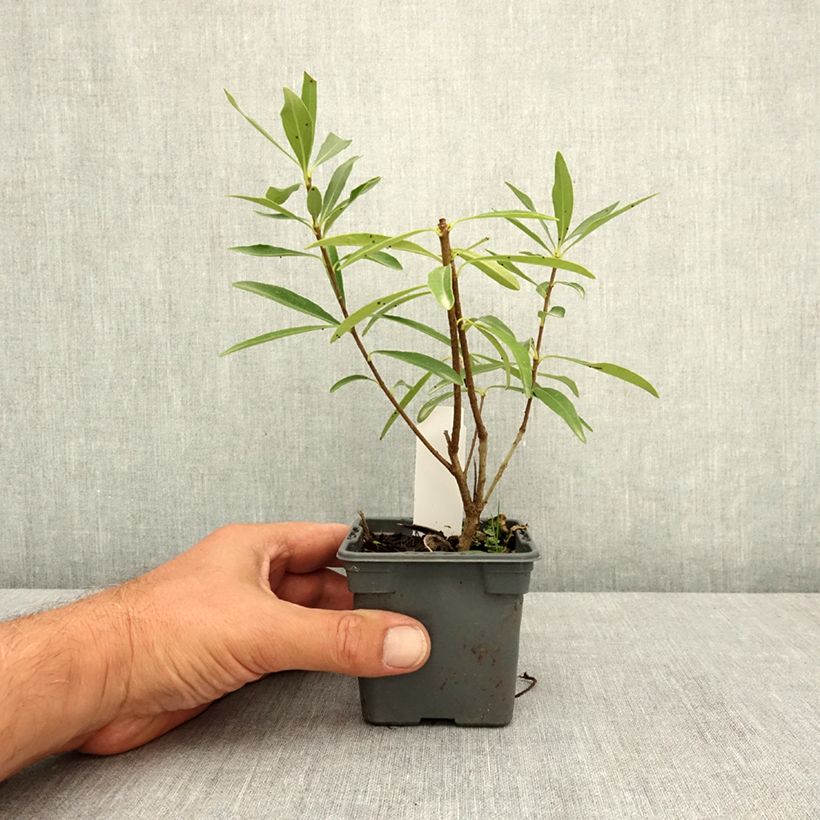 Exemplar von Pittosporum heterophyllum Quissac Kleine Töpfe von 8/9 cm wie im Sommer geliefert