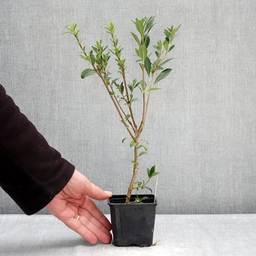 Exemplar von Pittosporum heterophyllum Quissac - Pittospore à feuilles variables Kleine Töpfe von 8/9 cm wie im Winter geliefert