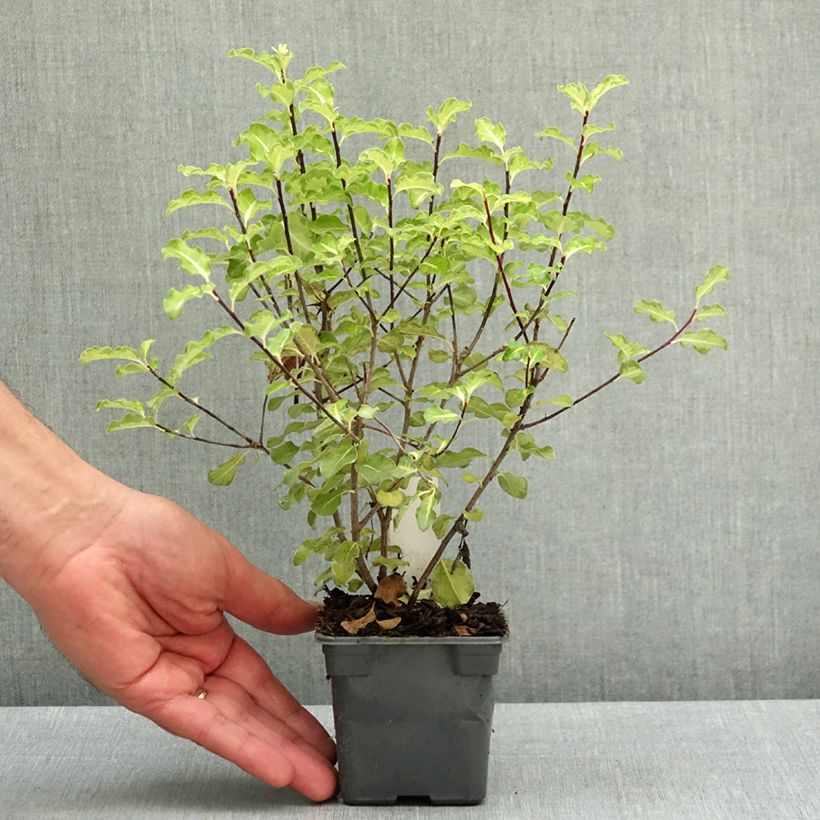 Exemplar von Pittosporum tenuifolium Abbotsbury Gold Kleine Töpfe von 8/9 cm wie im Frühjahr geliefert