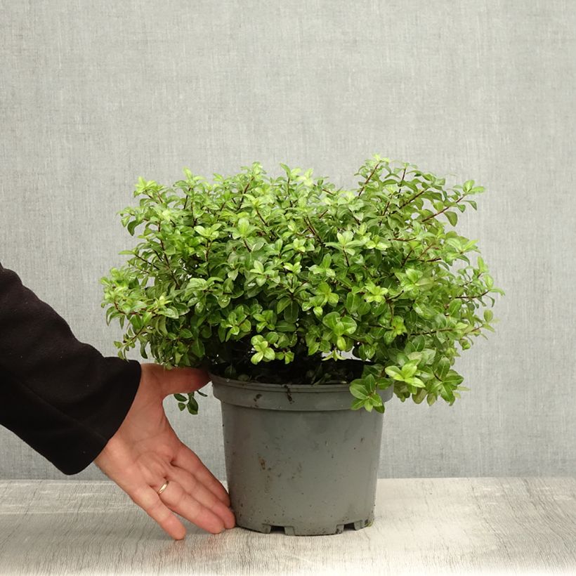 Exemplar von Pittosporum tenuifolium Golden Ball Topf mit 2L/3L wie im Herbst geliefert