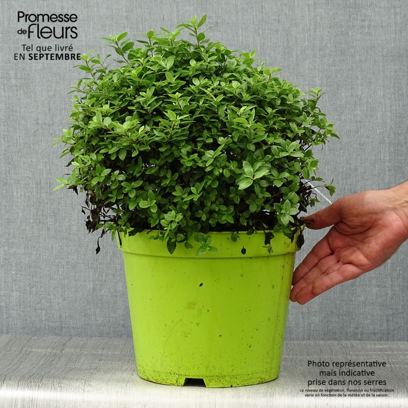 Exemplar von Pittosporum tenuifolium Golf ball - Pittosporum à petites feuilles Pot de 7,5L/10L, Boule, Boule 30/40 wie im Herbst geliefert