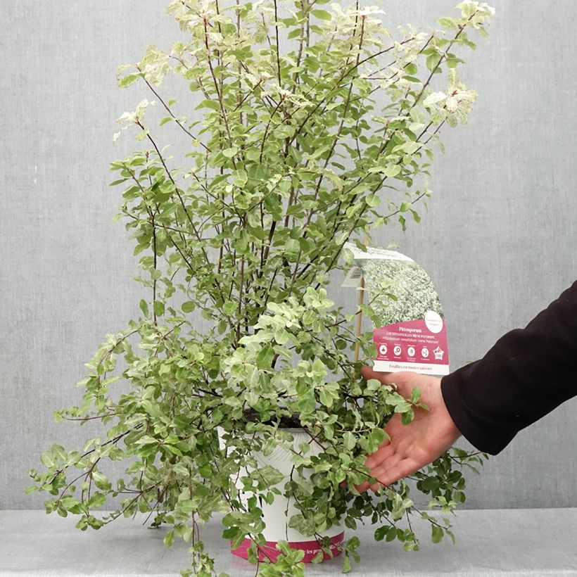 Example of Pittosporum tenuifolium Irene Patterson Topf mit 4L/5L as you get in printemps