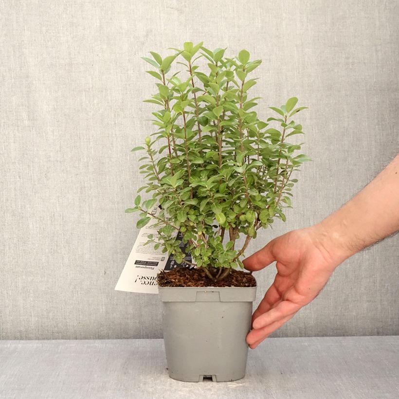 Example of Pittosporum tenuifolium Irish Luck Topf mit 2L/3L as you get in hiver