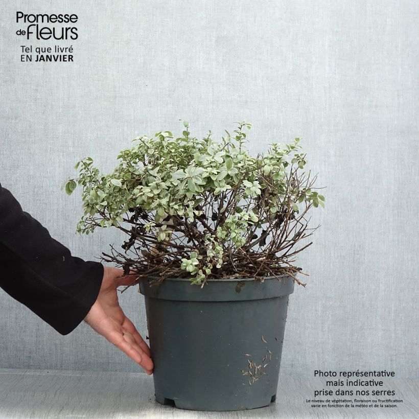 Exemplar von Pittosporum tenuifolium Silver Ball Topf mit 7,5L/10L, Kugel wie im Winter geliefert