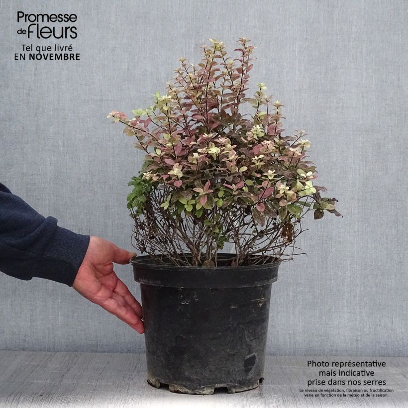 Exemplar von Pittosporum tenuifolium Tom Thumb - Pittosporum à petites feuilles Pot de 6L/7L wie im Herbst geliefert