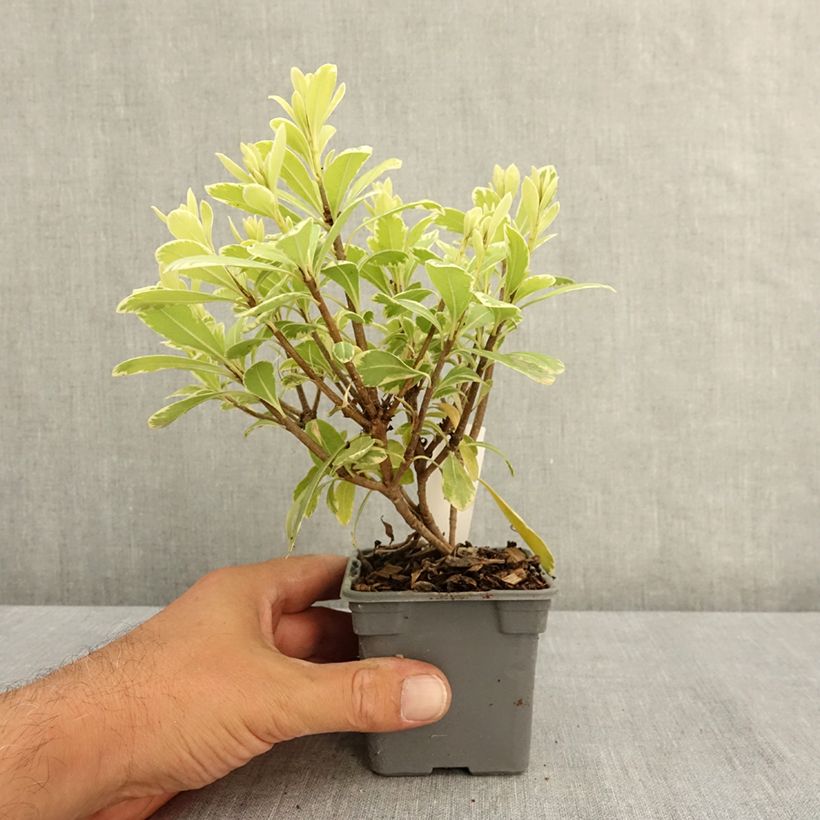 Exemplar von Pittosporum tobira Neige du mont Ventoux - Chinesischer Klebsame Kleine Töpfe von 8/9 cm wie im Sommer geliefert