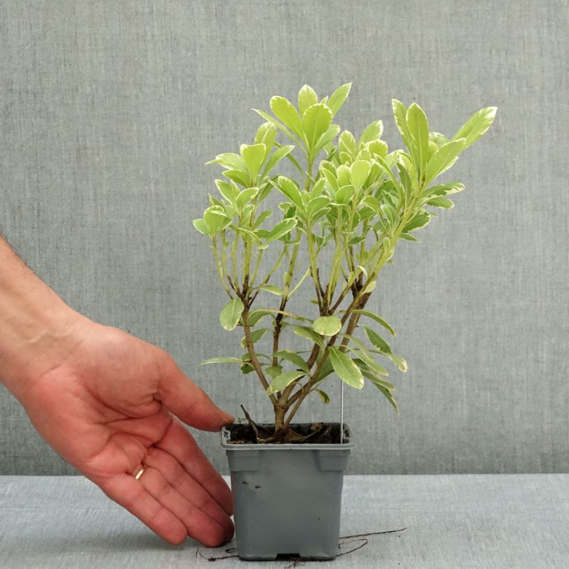Exemplar von Pittosporum tobira Neige du mont Ventoux - Chinesischer Klebsame Kleine Töpfe von 8/9 cm wie im Frühjahr geliefert