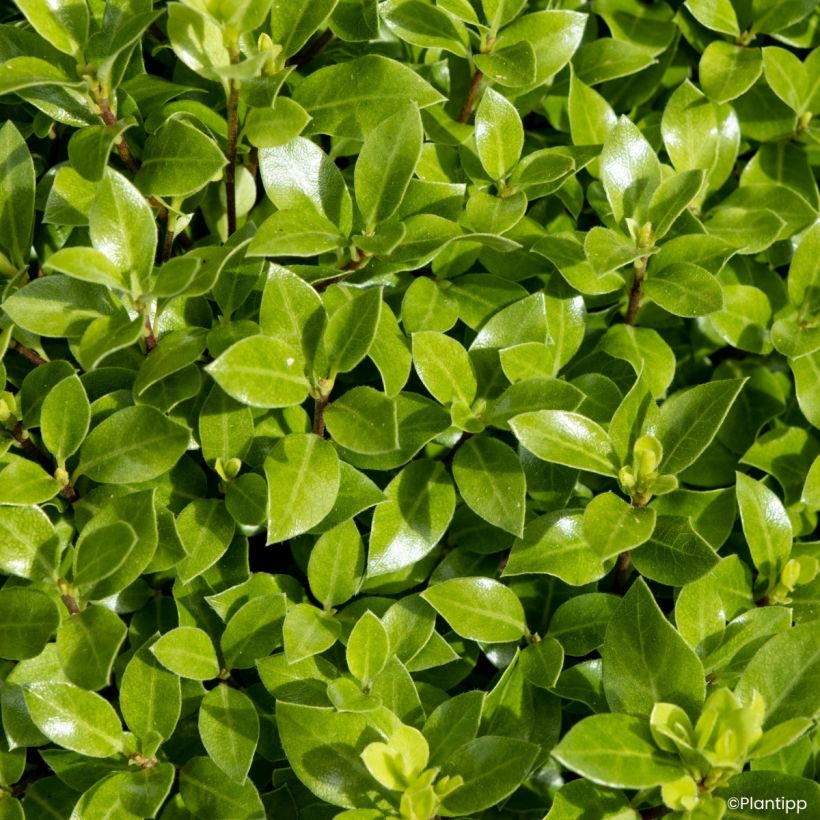 Pittosporum tenuifolium Beach Ball (Laub)
