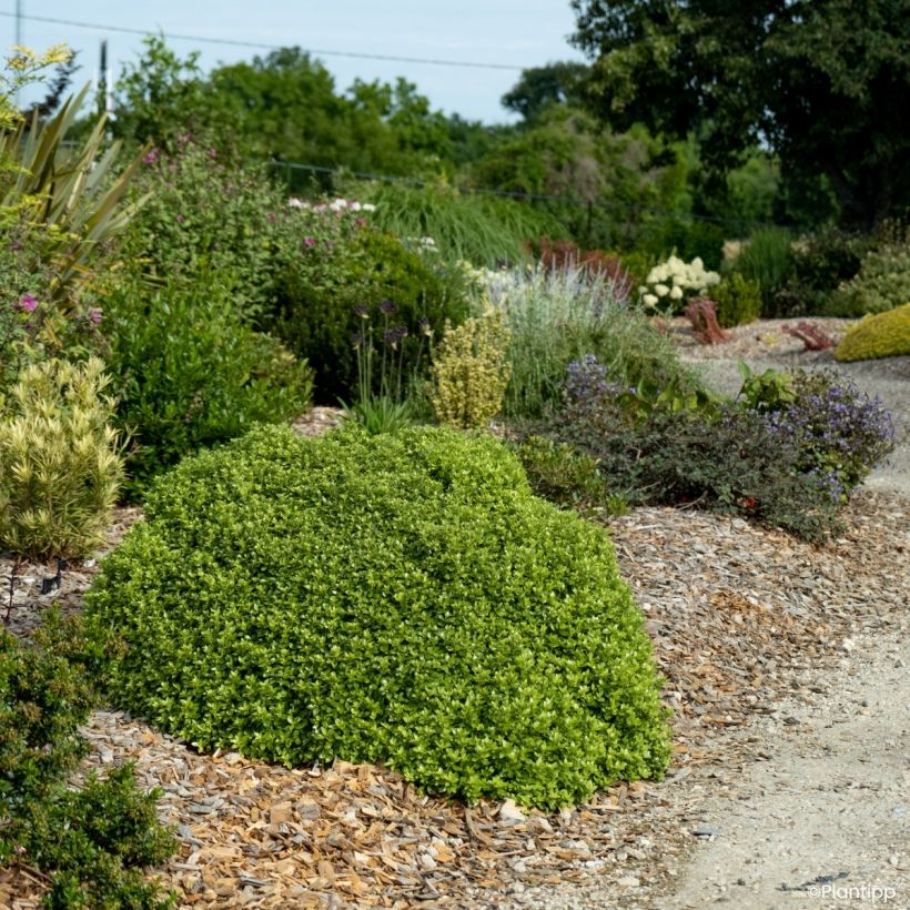 Pittosporum tenuifolium Beach Ball (Wuchs)