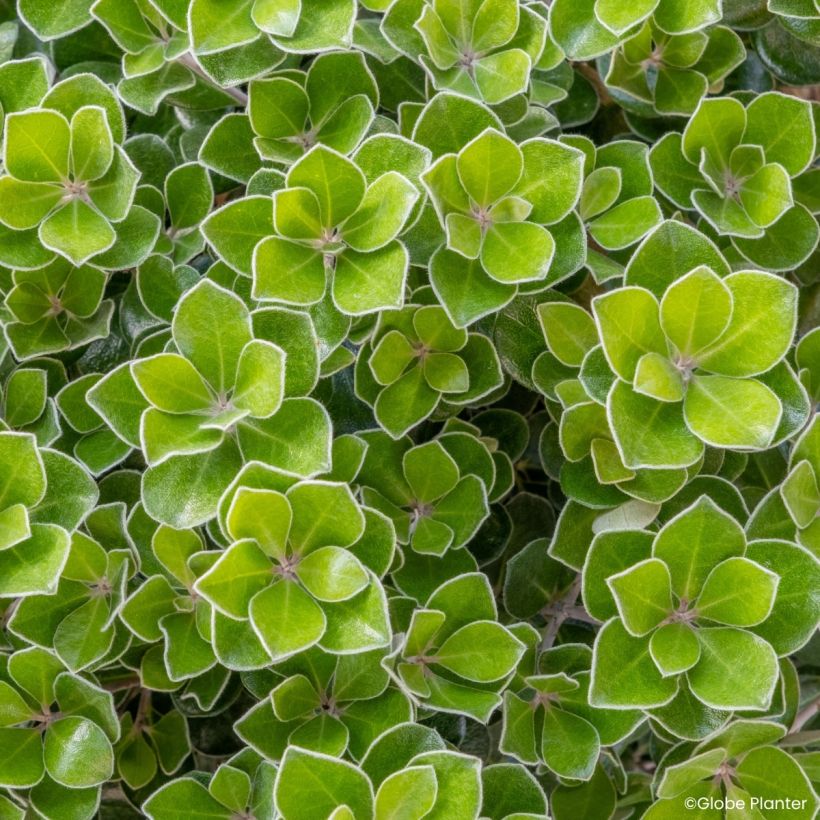 Pittosporum crassifolium Pot Belly - Klebsame (Laub)