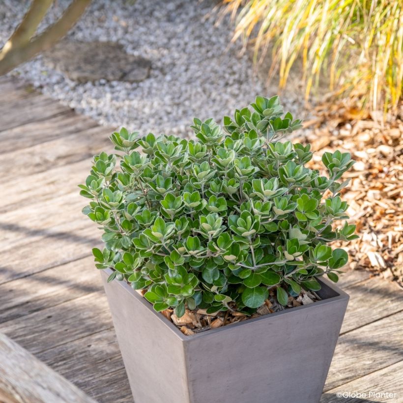Pittosporum crassifolium Pot Belly - Klebsame (Wuchs)