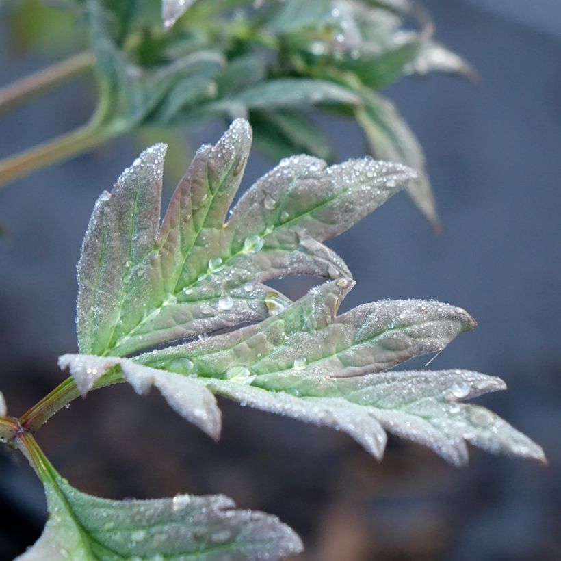 Paeonia lutea Hai Huang - Strauch-Pfingstrose (Laub)