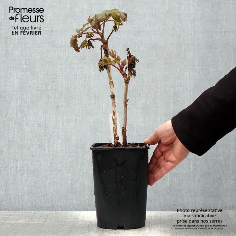 Exemplar von Pivoine arbustive 08 Juan Ye Hong - Paeonia suffruticosa Pot de 2L/3L wie im Winter geliefert
