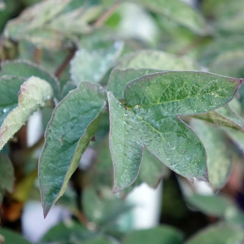 Paeonia suffruticosa Cai Hui - Strauch-Pfingstrose (Laub)