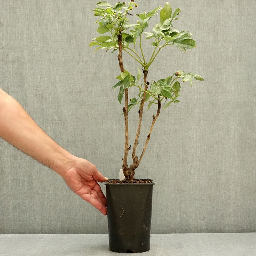 Exemplar von Paeonia suffruticosa Fen He Piao Jiang - Strauch-Pfingstrose Topf mit 2L/3L wie im Sommer geliefert