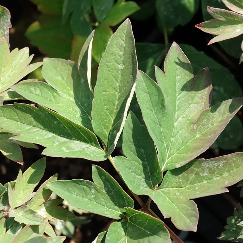 Paeonia suffruticosa Luo Yang Hong - Strauch-Pfingstrose (Laub)