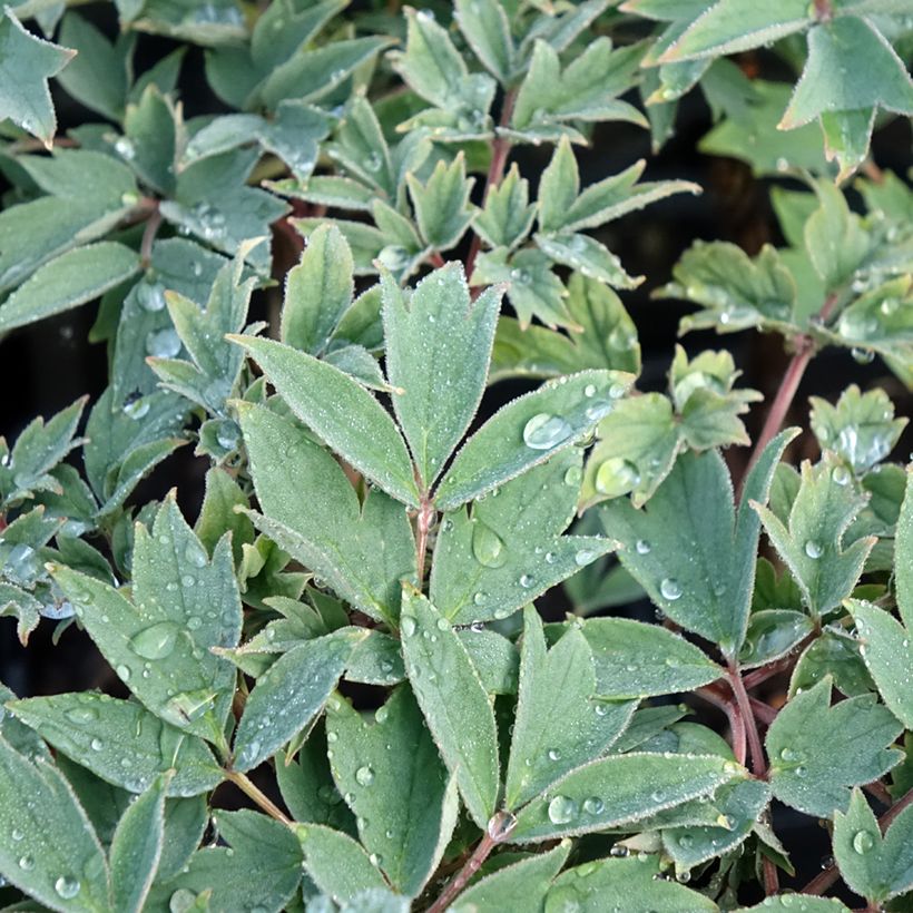 Paeonia suffruticosa Rou Fu Rong - Strauch-Pfingstrose (Laub)