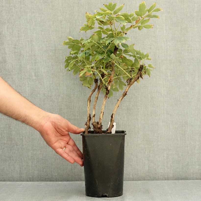 Exemplar von Paeonia suffruticosa Rou Fu Rong - Strauch-Pfingstrose Topf mit 2L/3L wie im Sommer geliefert