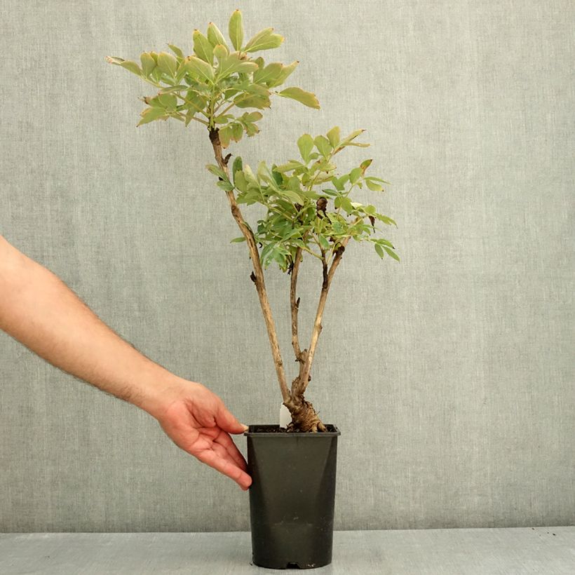 Exemplar von Paeonia suffruticosa Xue Ta - Strauch-Pfingstrose Topf mit 2L/3L wie im Sommer geliefert