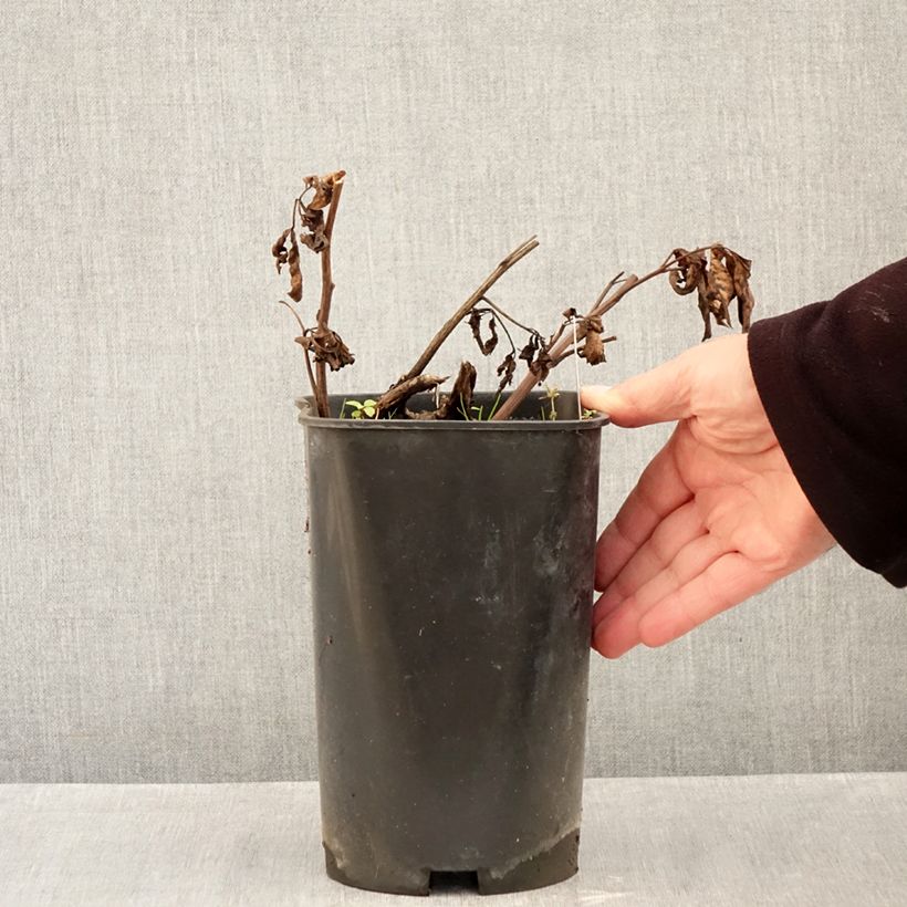 Exemplar von Paeonia lactiflora Claire de Lune - Edel-Pfingstrosen Topf mit 3L/4L wie im Herbst geliefert