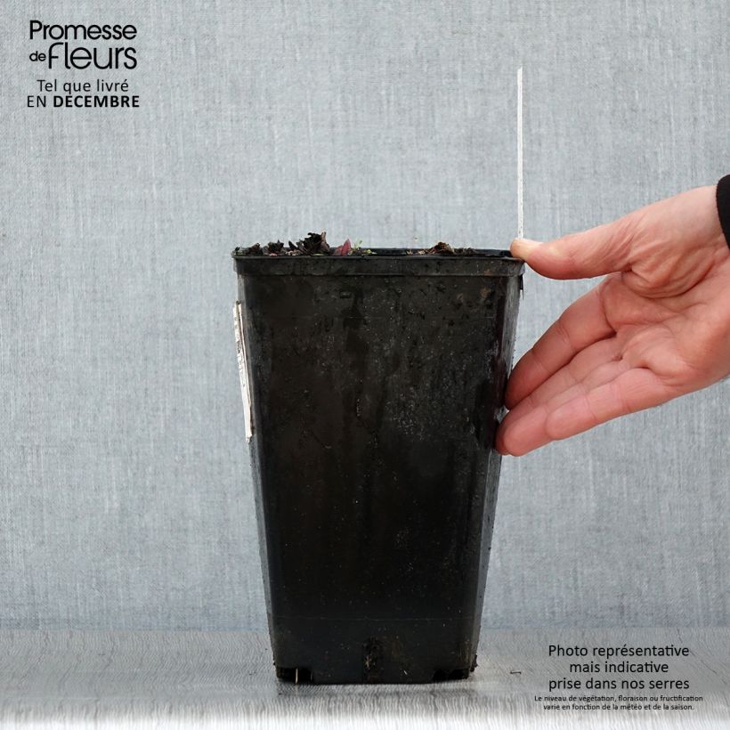 Exemplar von Pivoine Claire de Lune Pot de 3L/4L wie im Winter geliefert