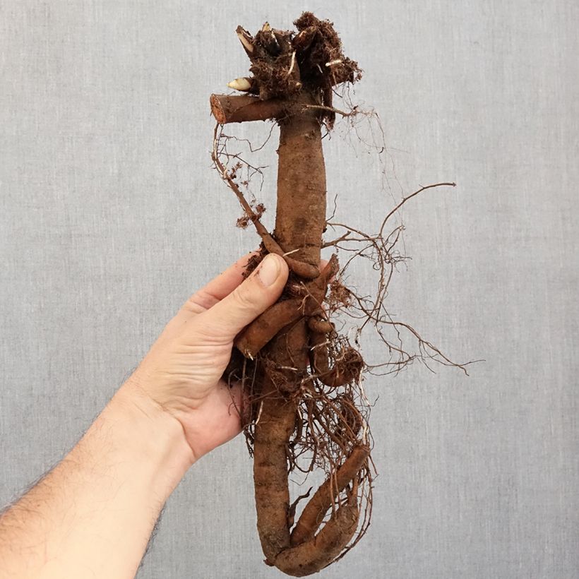 Exemplar von Paeonia lactiflora Claire de Lune - Edel-Pfingstrosen Stamm 3/5 Augen wie im Winter geliefert