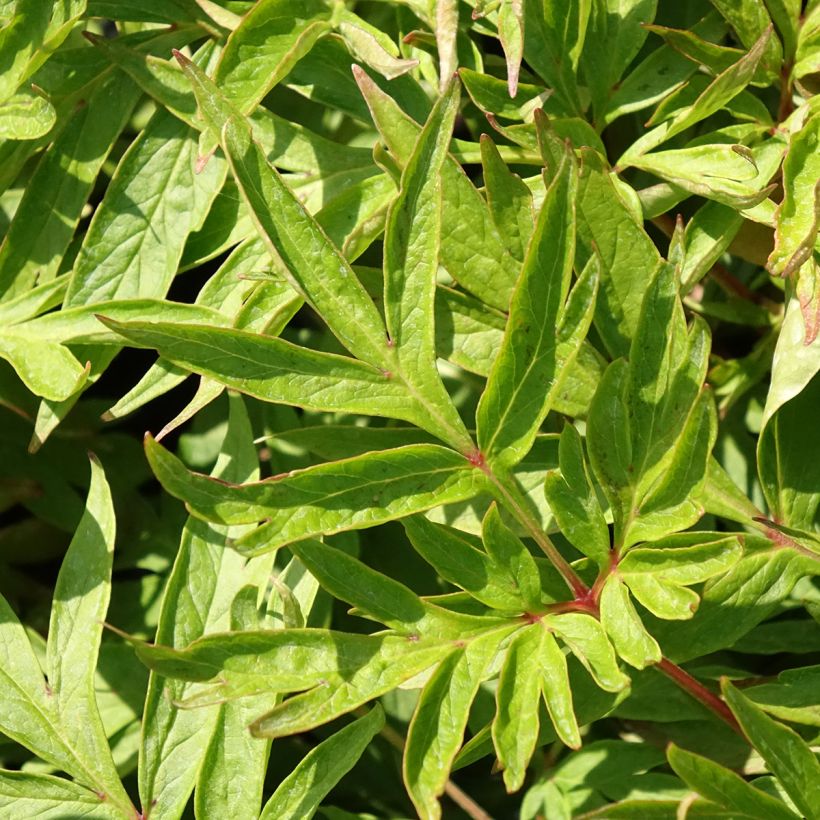 Paeonia emodi Late Windflower (Foliage)
