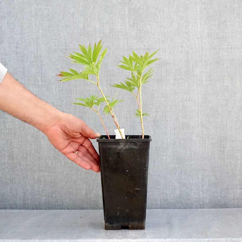 Example of Paeonia emodi Late Windflower Topf mit 3L/4L as you get in printemps