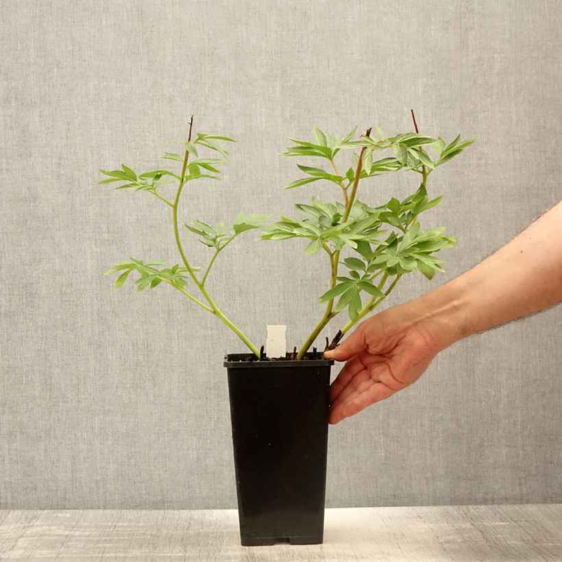 Example of Paeonia Flame - Pfingstrose Topf mit 3L/4L as you get in printemps