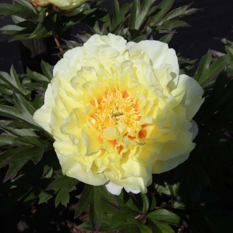 Paeonia Itoh Bartzella (Blüte)