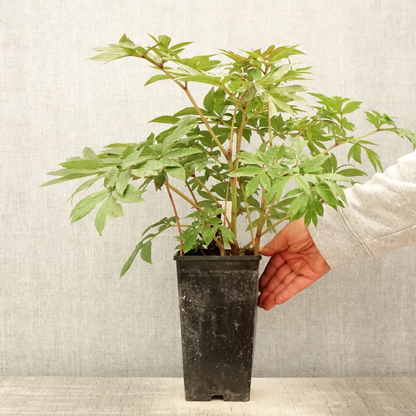 Exemplar von Paeonia Itoh Canary Brillant Topf mit 3L/4L wie im Frühjahr geliefert