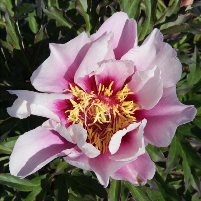 Paeonia Itoh Cora Louise (Blüte)