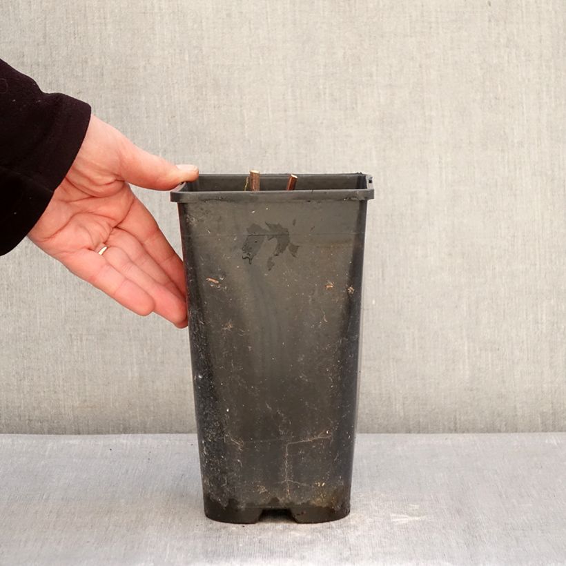 Exemplar von Paeonia Itoh Hillary Topf mit 3L/4L wie im Winter geliefert