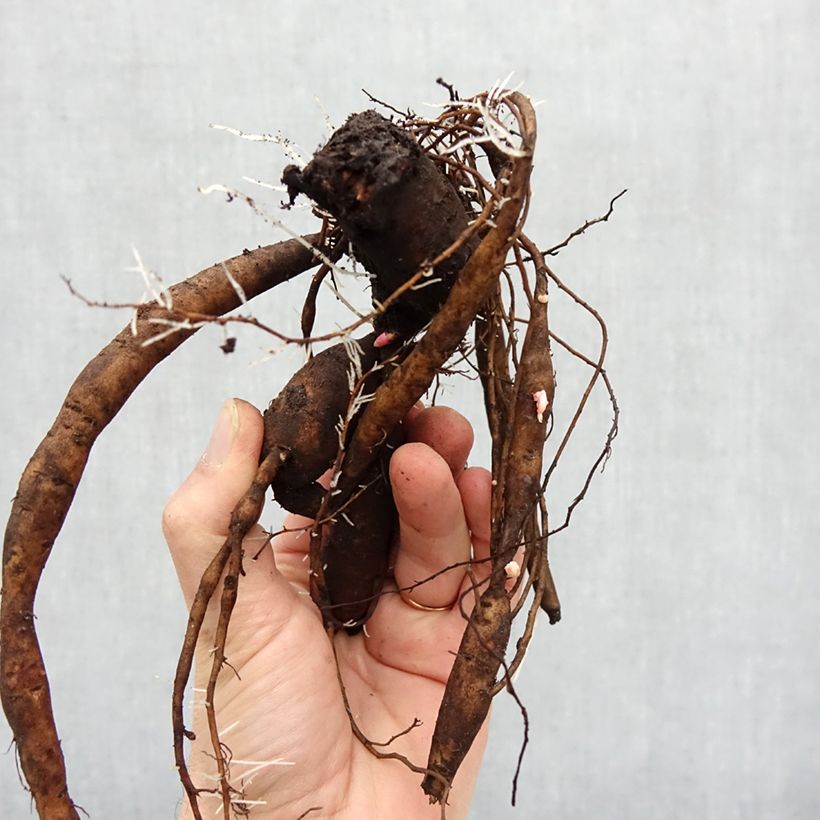 Exemplar von Paeonia Itoh Julia Rose Stamm 3/5 Augen wie im Winter geliefert