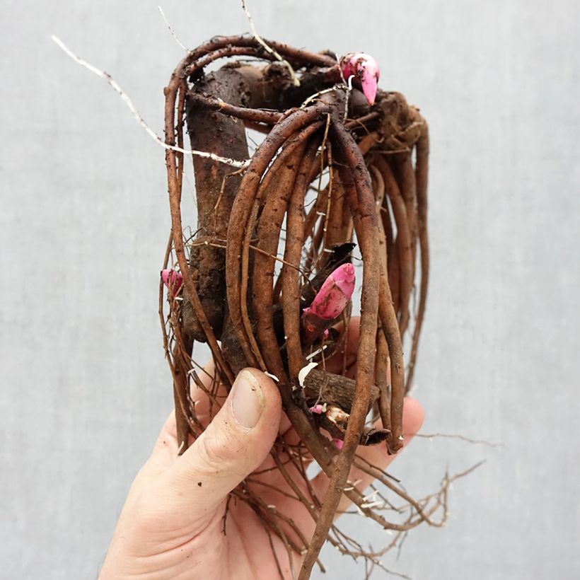 Exemplar von Paeonia Itoh Pastel Splendor Stamm 3/5 Augen wie im Winter geliefert