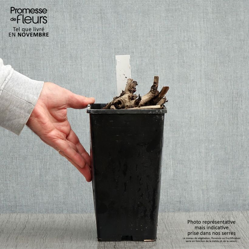 Exemplar von Pivoine Itoh Scarlet Heaven Pot de 2L/3L wie im Herbst geliefert