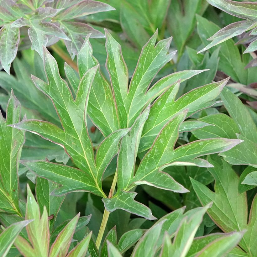Paeonia Itoh Viking Full Moon (Laub)