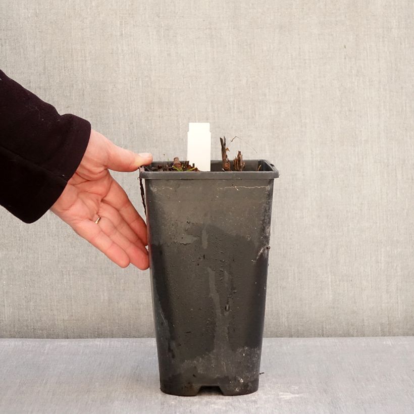 Exemplar von Paeonia Itoh Yellow Crown Topf mit 3L/4L wie im Winter geliefert