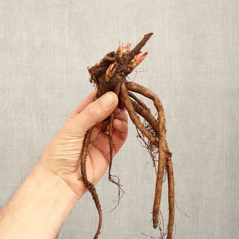 Exemplar von Paeonia lactiflora Adolphe Rousseau - Edel-Pfingstrosen Stamm 3/5 Augen wie im Winter geliefert