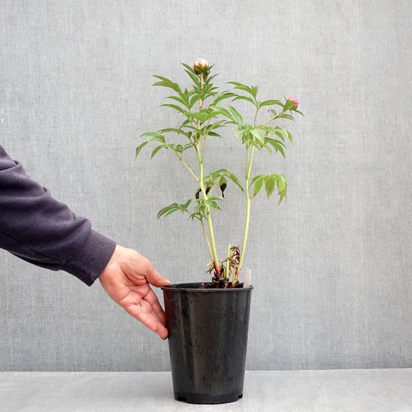 Exemplar von Paeonia lactiflora Albert Crousse - Edel-Pfingstrosen Topf mit 3L/4L wie im Frühjahr geliefert