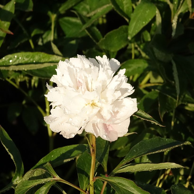 Paeonia lactiflora Alertie - Edel-Pfingstrosen (Blüte)