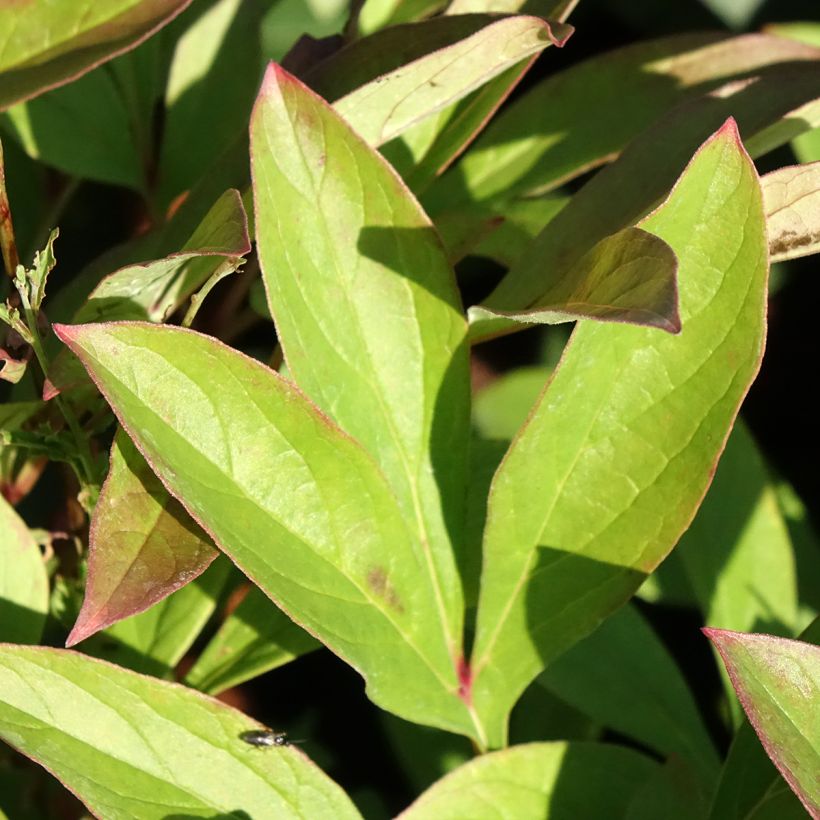 Paeonia lactiflora Amabilis - Edel-Pfingstrosen (Laub)