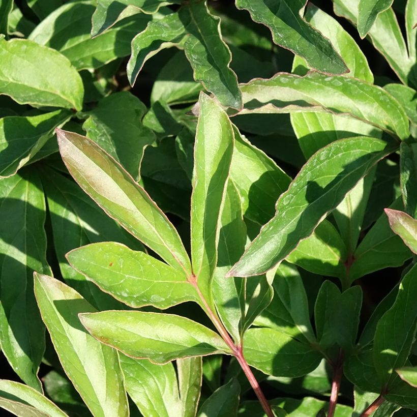 Paeonia lactiflora Boule de Neige - Edel-Pfingstrosen (Laub)