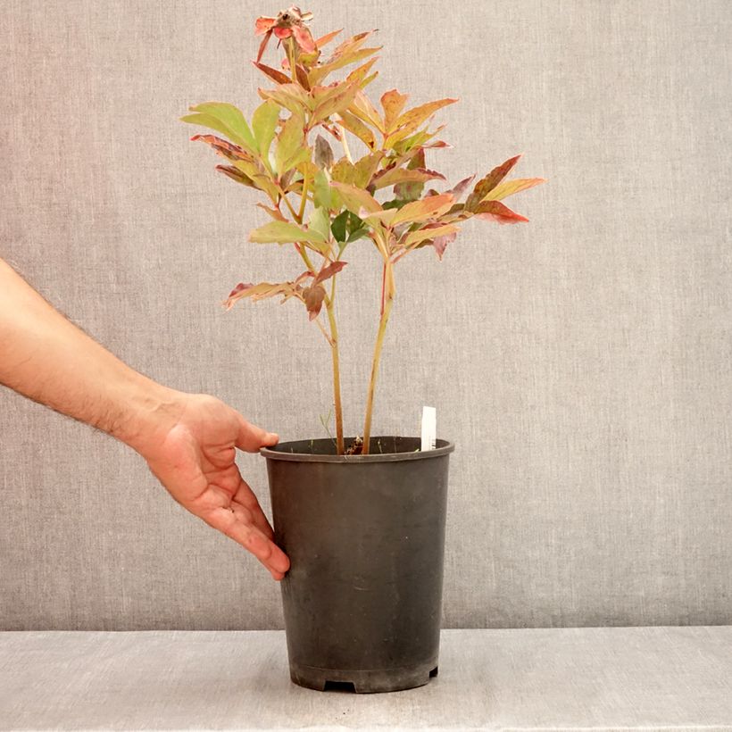 Exemplar von Paeonia lactiflora Boule de Neige - Edel-Pfingstrosen Topf mit 3L/4L wie im Sommer geliefert