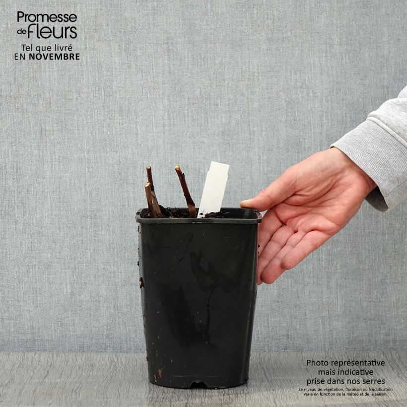 Exemplar von Pivoine lactiflora Bouquet Perfect Pot de 3L/4L wie im Herbst geliefert