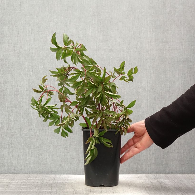 Exemplar von Paeonia lactiflora Bouquet Perfect - Edel-Pfingstrosen Topf mit 3L/4L wie im Frühjahr geliefert